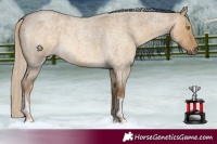 Horse Color:Chocolate Palomino Roan Dun Tobiano
