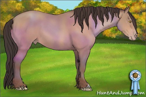 Horse Color:Amber Champagne 
