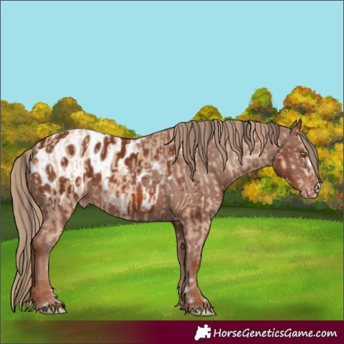 Horse Color:Amber Champagne and Chestnut Appaloosa