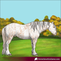 Horse Color:Amber Champagne  and Chestnut Appaloosa 