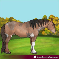 Horse Color:White Spotted Liver Red Dun and Amber Champagne