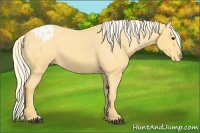 Horse Color:Palomino Appaloosa
