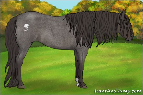 Horse Color:Smoky Blue Roan
