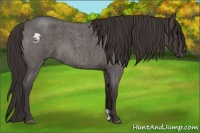 Horse Color:Smoky Blue Roan 