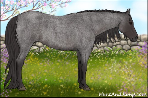 Horse Color:Smoky Blue Roan