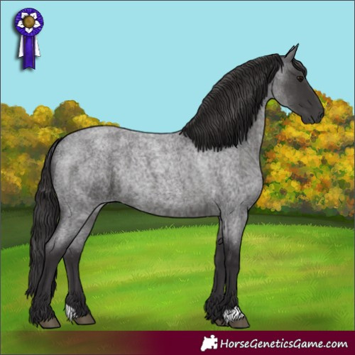 Horse Color:Smoky Blue Roan 