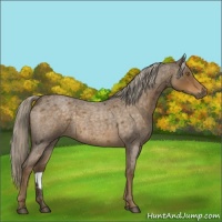 Horse Color:Chocolate Palomino Roan