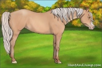 Horse Color:Silver Amber Champagne Frame 