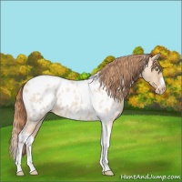 Horse Color:Gold Champagne Roan Dun Splash Tobiano Frame Near Leopard Rabicano