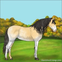 Horse Color:White Spotted Buckskin