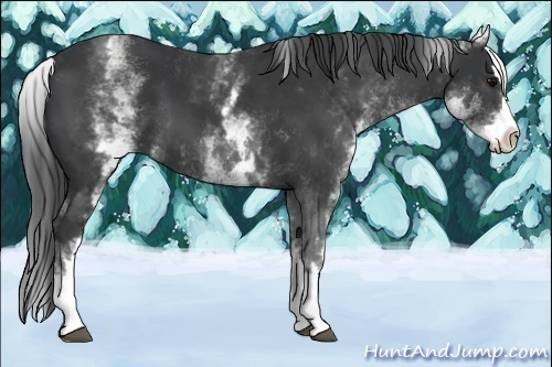 Horse Color:White Spotted Black Splash