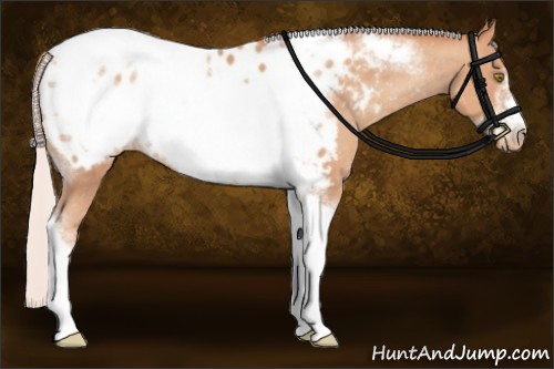 Horse Color:Silver Amber Champagne Tobiano Frame 