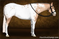 Horse Color:Silver Amber Champagne Tobiano Frame