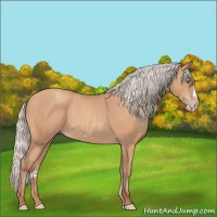 Horse Color:Silver Amber Champagne Frame 