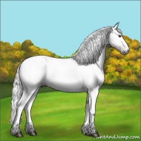 Horse Color:Gray Chestnut 