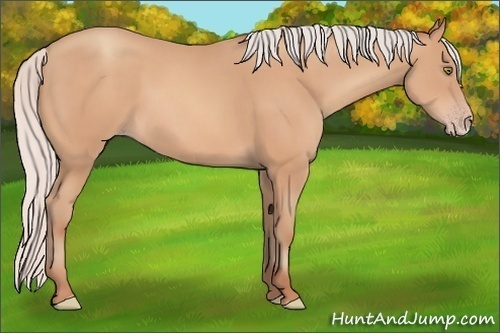 Horse Color:Silver Amber Champagne Frame 