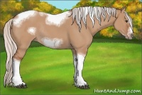 Horse Color:Silver Bay Dun Sabino Tobiano Frame Rabicano