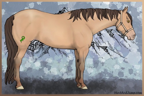 Horse Color:Amber Champagne Rabicano 