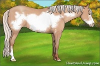 Horse Color:Silver Amber Champagne Frame 