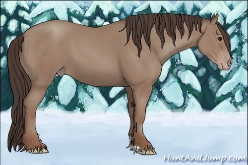 Horse Color:Classic Champagne 