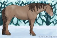 Horse Color:Classic Champagne 