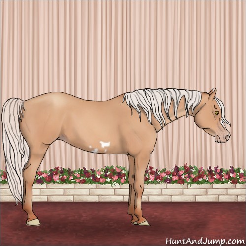 Horse Color:Silver Amber Champagne Frame 