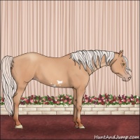 Horse Color:Silver Amber Champagne Frame 