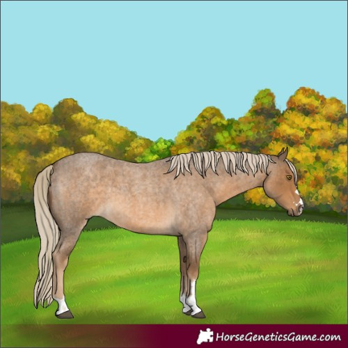 Horse Color:Chocolate Palomino Roan