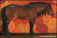 Horse Color:Gray Bay 