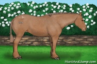 Horse Color:Chestnut Appaloosa 