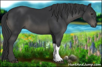 Horse Color:Black 