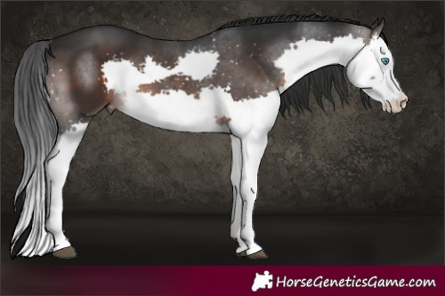 Horse Color:Brown Splash