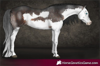 Horse Color:Brown Splash