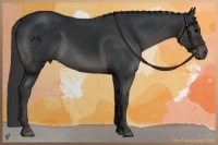 Horse Color:Black 