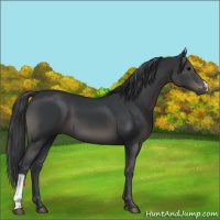 Horse Color:Black 