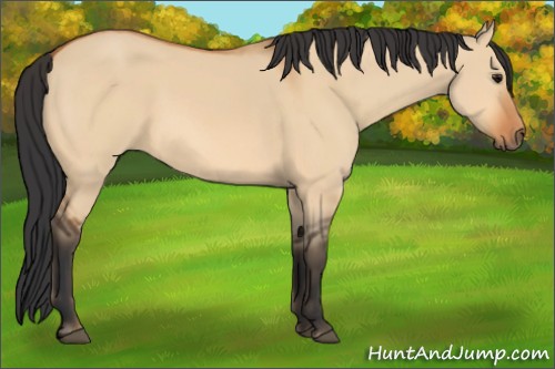 Horse Color:Bay Dun 