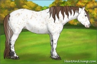 Horse Color:Bay Dun Appaloosa 