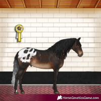 Horse Color:Gray Brown Appaloosa