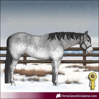 Horse Color:White Spotted Blue Roan 