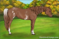 Horse Color:White Spotted Chestnut Sabino