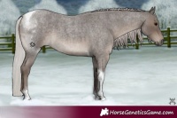 Horse Color:Silver Blue Roan Tobiano