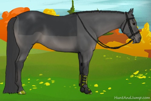 Horse Color:Black 