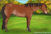 Horse Color:Brown 
