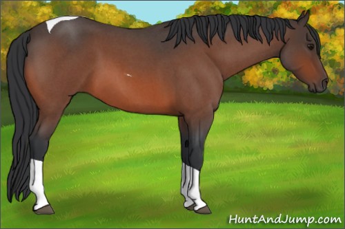 Horse Color:Bay Roan Tobiano