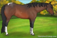 Horse Color:Bay Roan Tobiano 