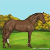 Horse Color:Gray Chestnut 