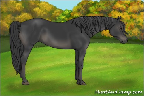 Horse Color:Black 