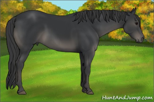 Horse Color:Black 