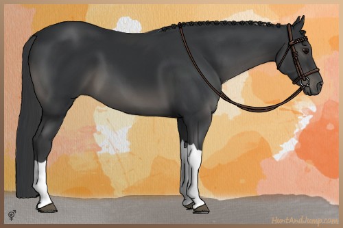 Horse Color:Black 