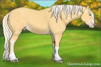 Horse Color:Gold Cream Champagne Splash Tobiano 